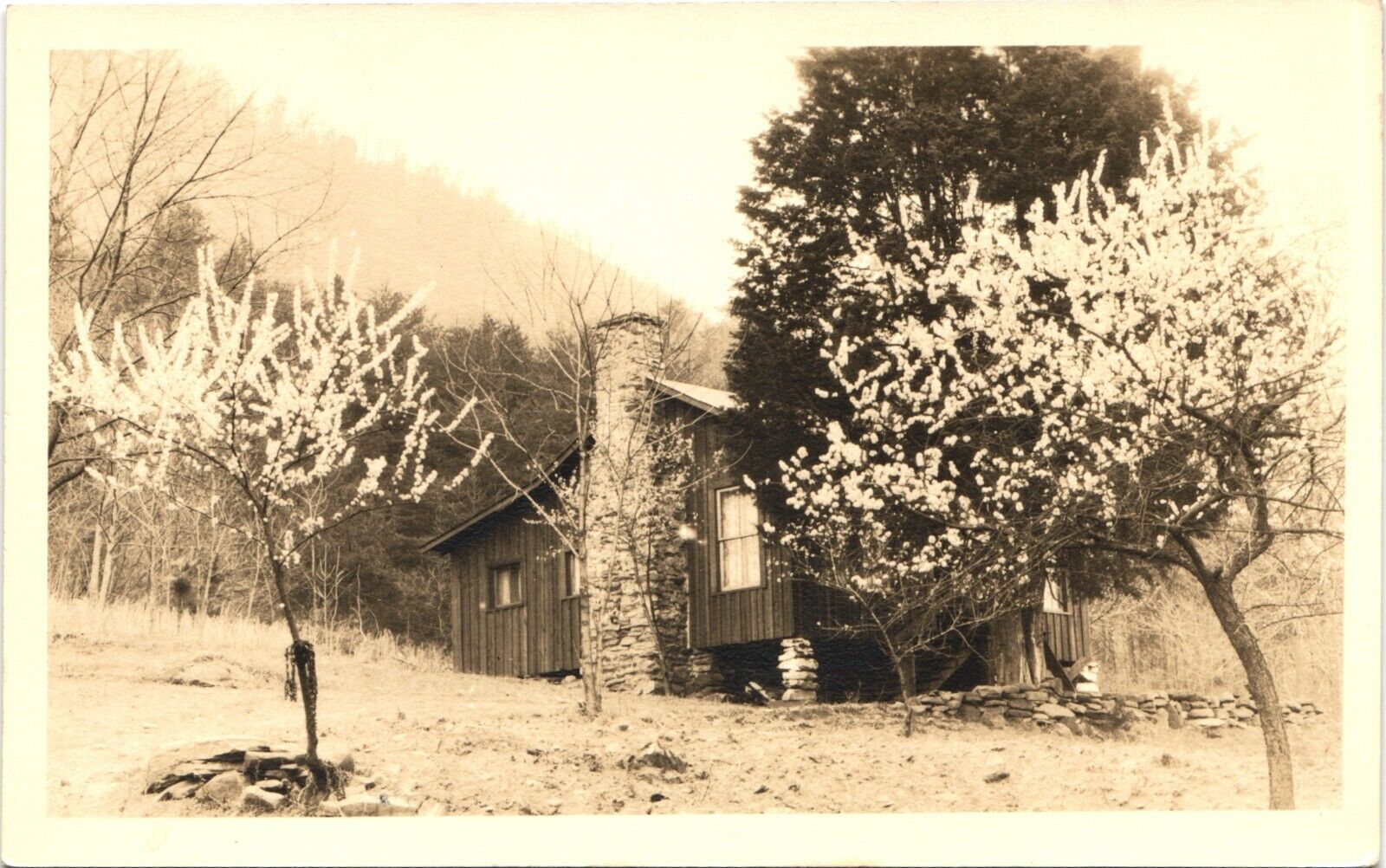 RUSTIC HILLSIDE CABIN antique real photo postcard rppc FLOWERING TREES 1910s