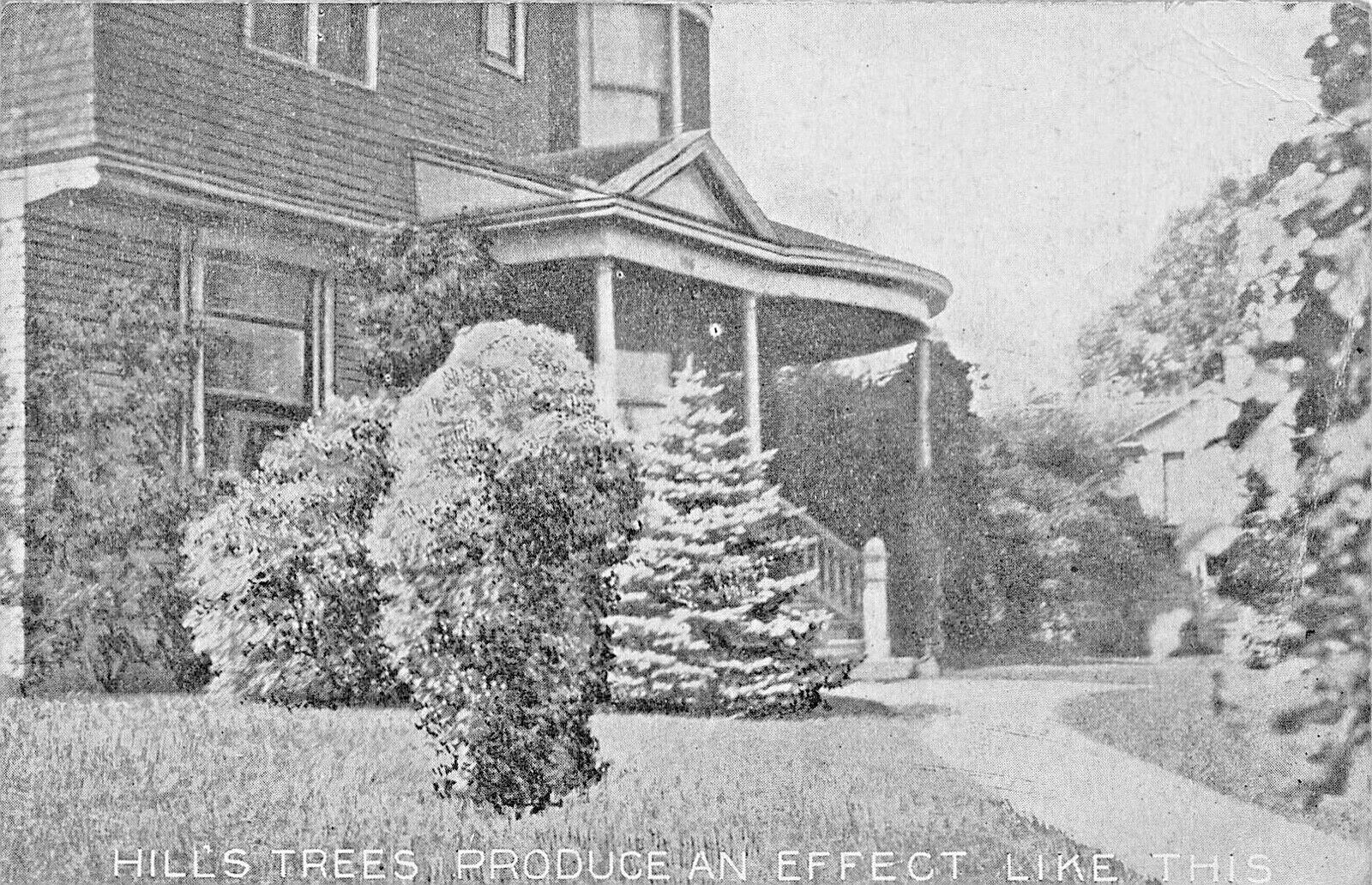 DUNDEE ILLINOIS-D HILL TREES-EVERGREENS-SHRUBS-FRUITS~1910 ADVERTISING POSTCARD