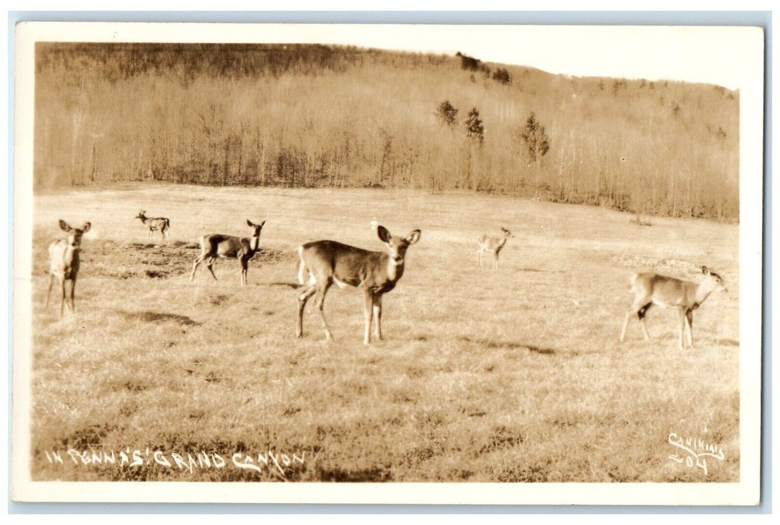 c1950\'s View In Penna\'s Grand Canyon Pennsylvania PA, Deer  RPPC Photo Postcard