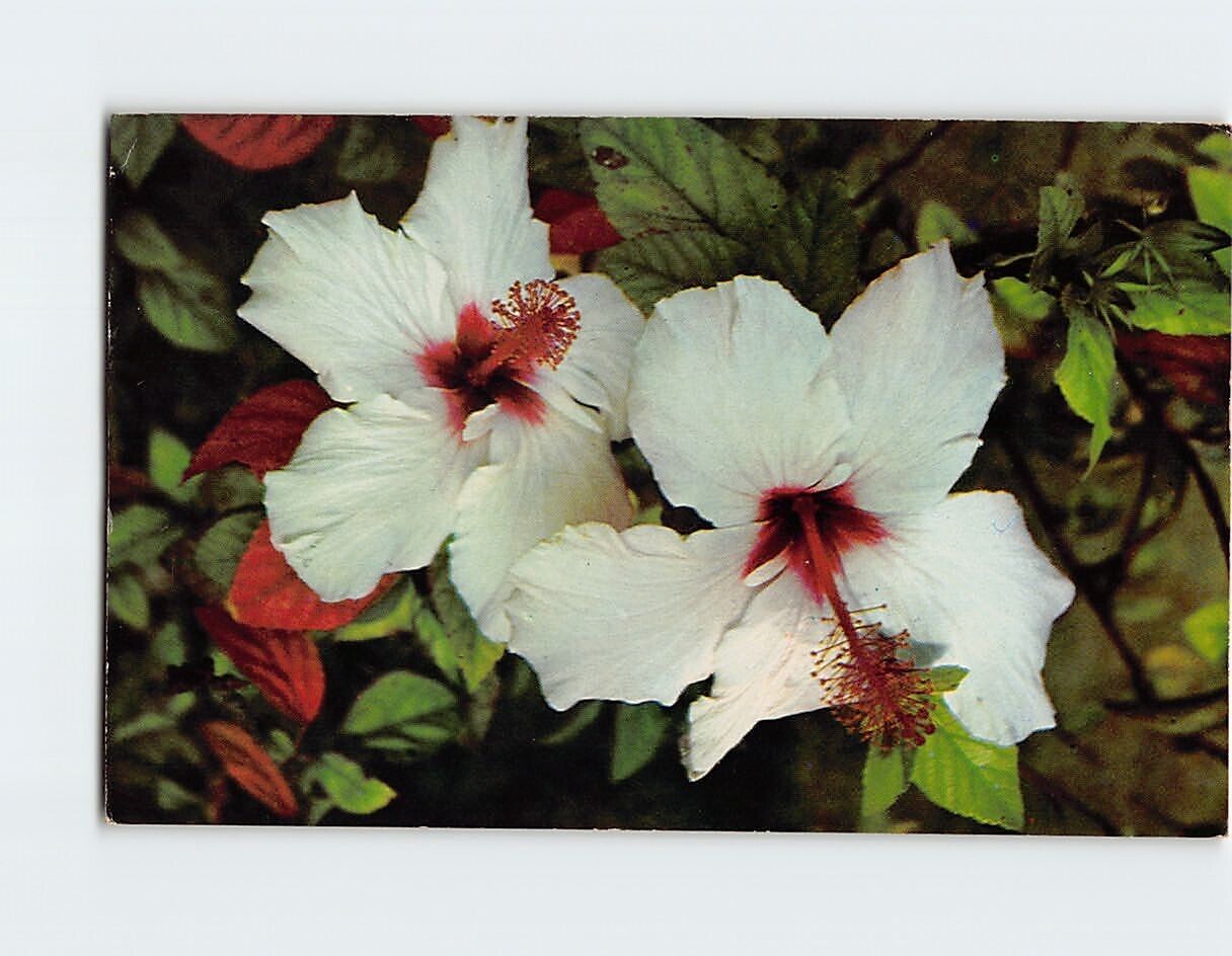 Postcard White Hibiscus Florida USA North America