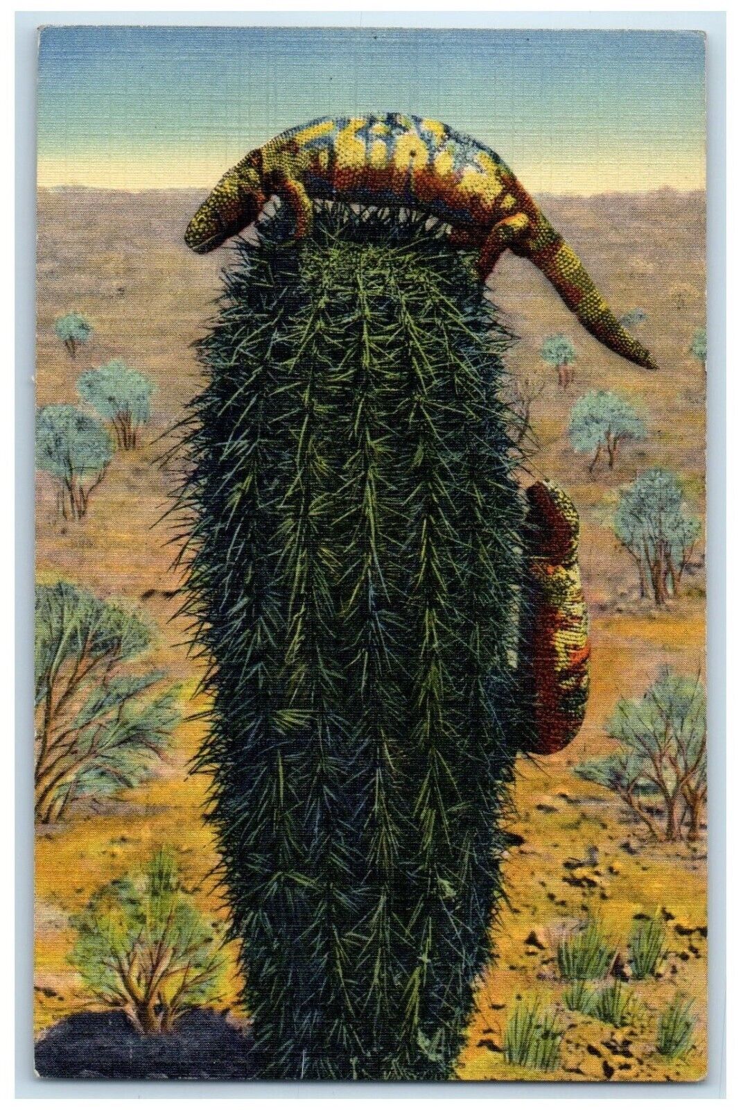 c1940\'s Gila Monster Reptile Of Lizard Phoenix Arizona AZ Vintage Postcard