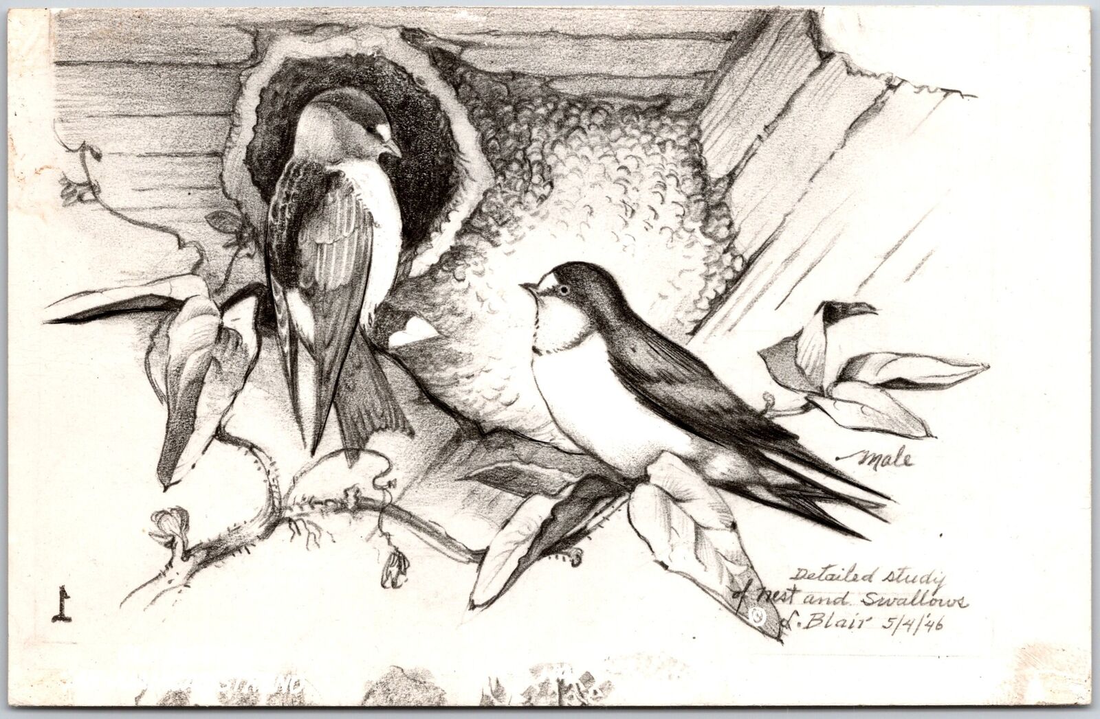 Drawing Detailed Study Of Nest And Swallows Blair 5/4/'46 Postcard