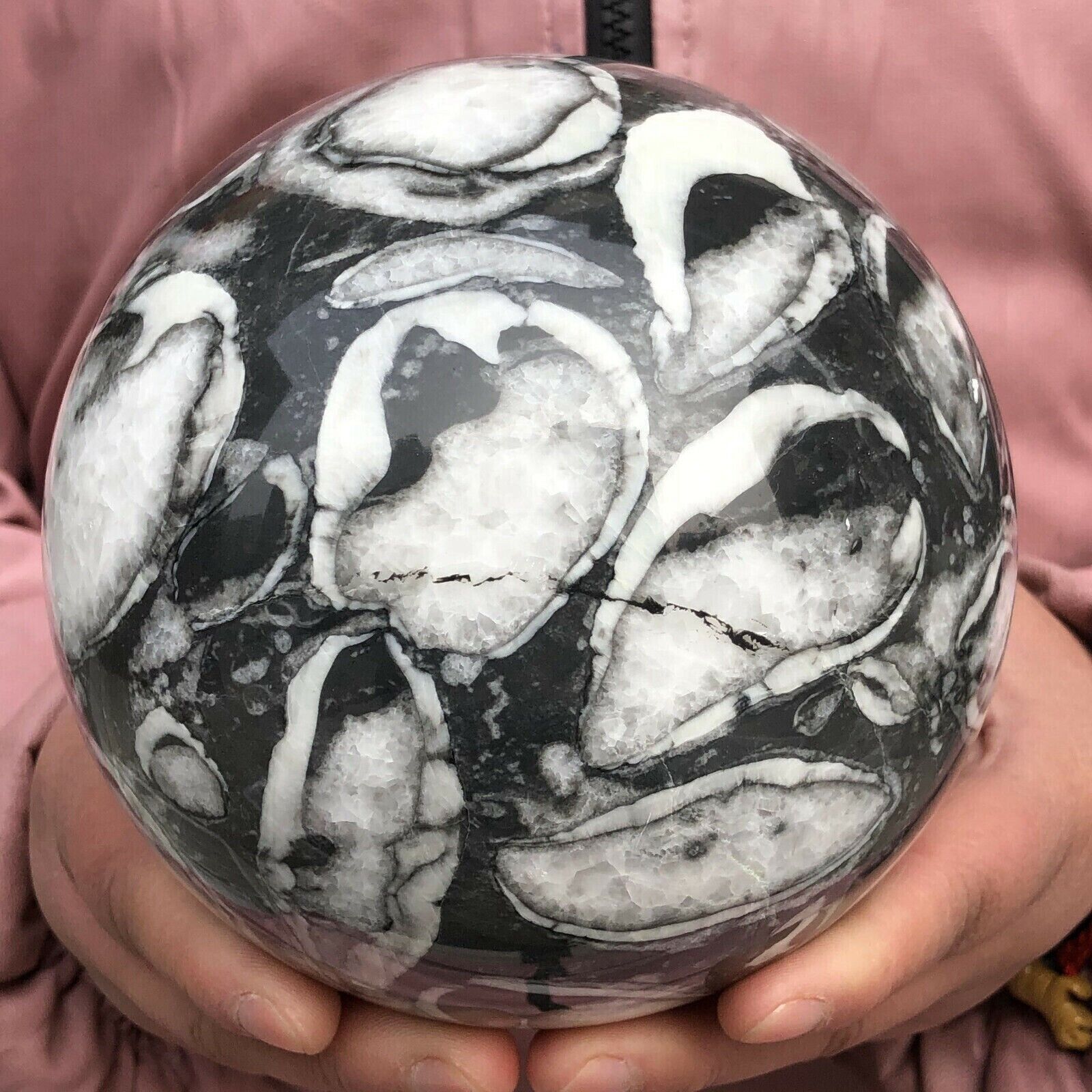 6.2 LB Natural Beautiful Shell Energy Magic Ball Sphere Reiki Stone Healing