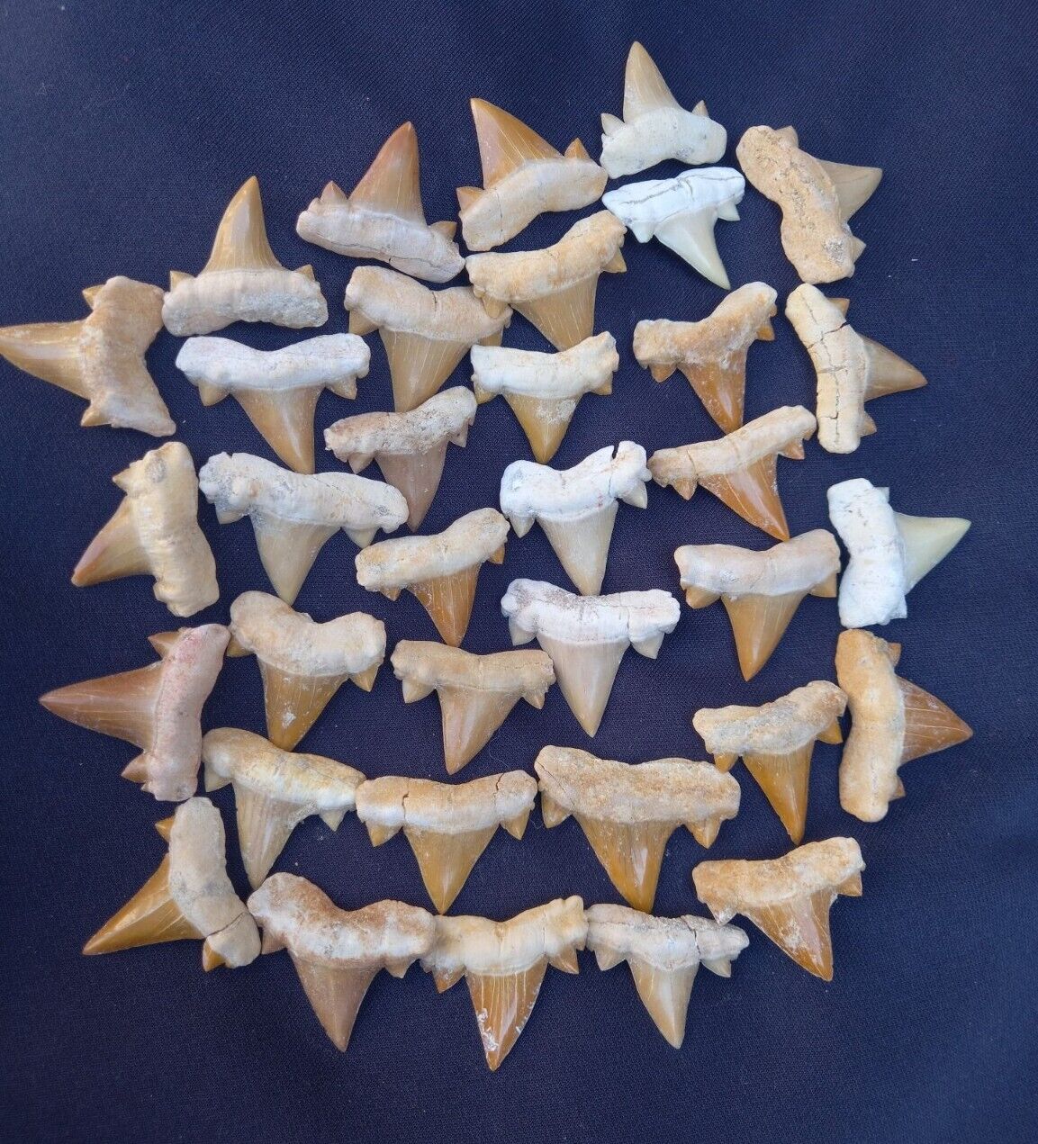 1000 PC's sharks  Shark Tooth Cretaceous Fossils Morocco Fossilized Dinosaures
