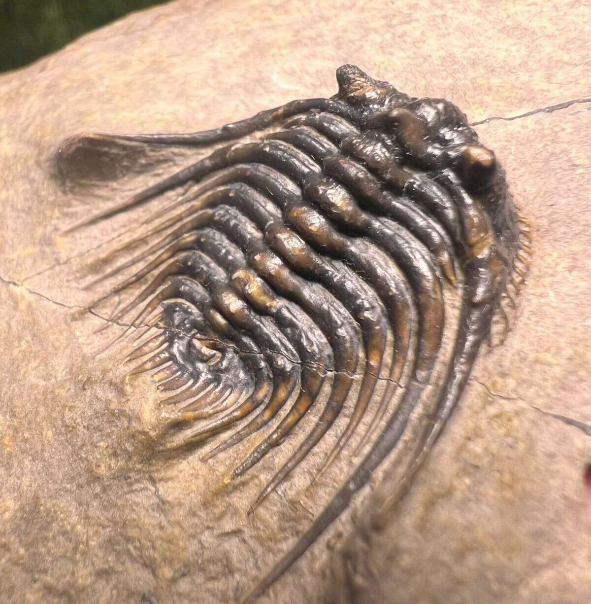 Very Nice Trilobite Fossil Leonaspis Fossils