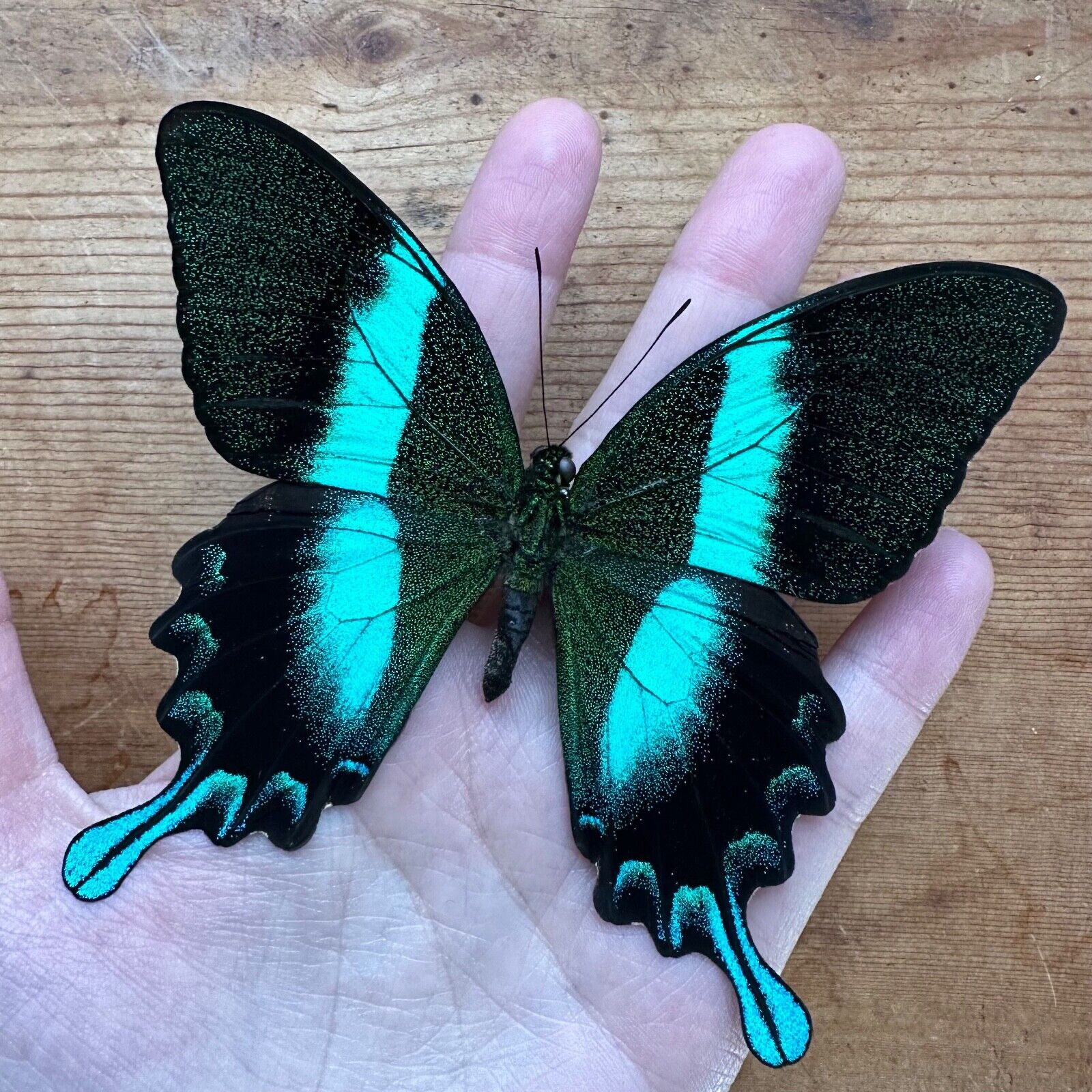 REAL Papilio blumei Green Swallowtail BIG Butterfly SHIPS FROM USA 