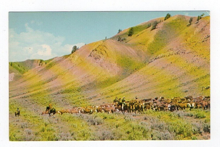Chrome Postcard,Men, Horses and Cattle, Wyoming