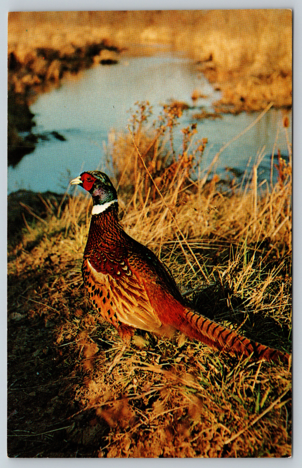 c1960s Ringneck Pheasant Bird Hunting Vintage Postcard