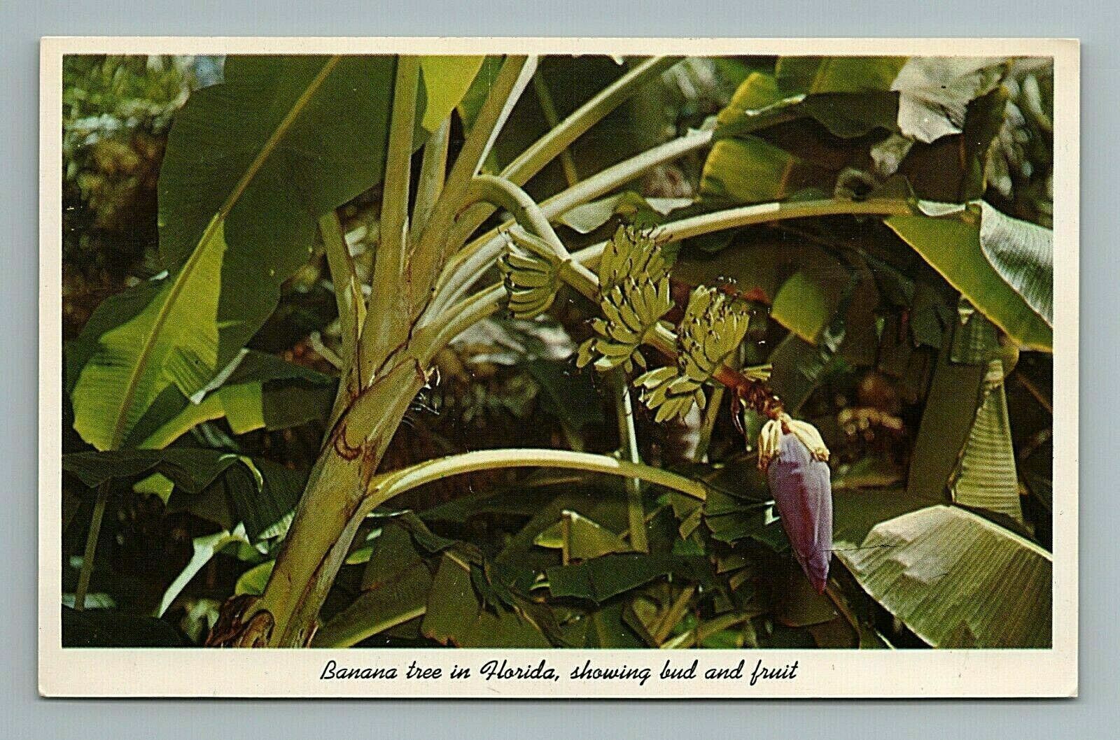 Banana Tree Tropical Florida FL Postcard 