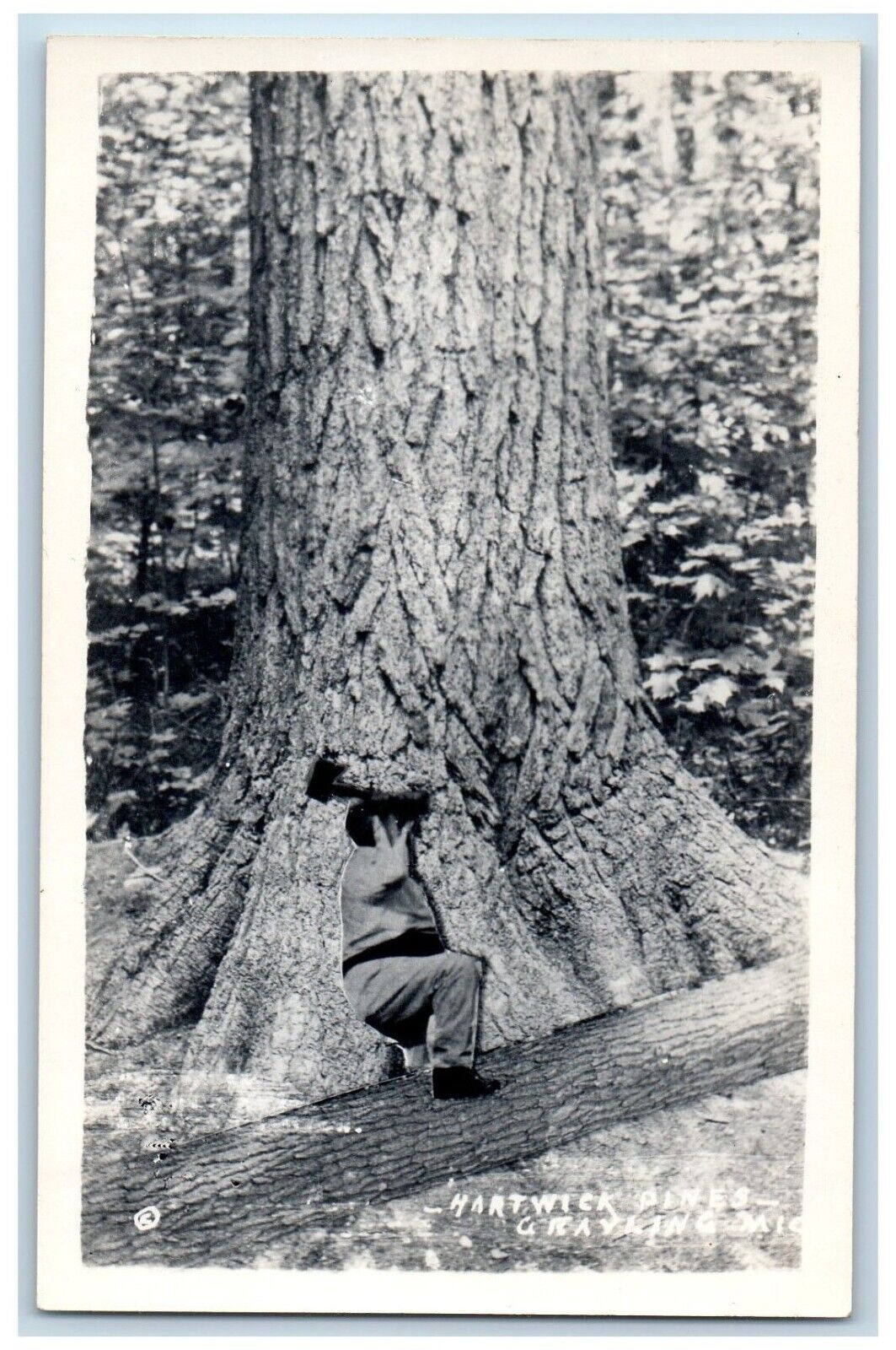 Grayling Michigan MI Postcard RPPC Photo Hartwick Pines Giant Tree c1910\'s