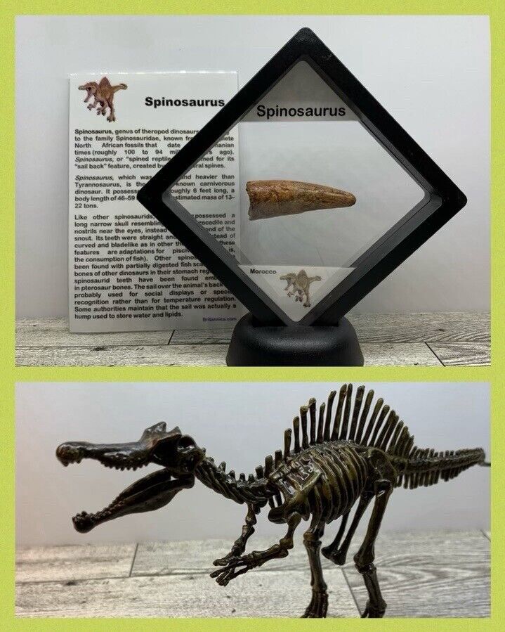 Spinosaurus Extinct Dinosaur Tooth Fossil 1 3/4\