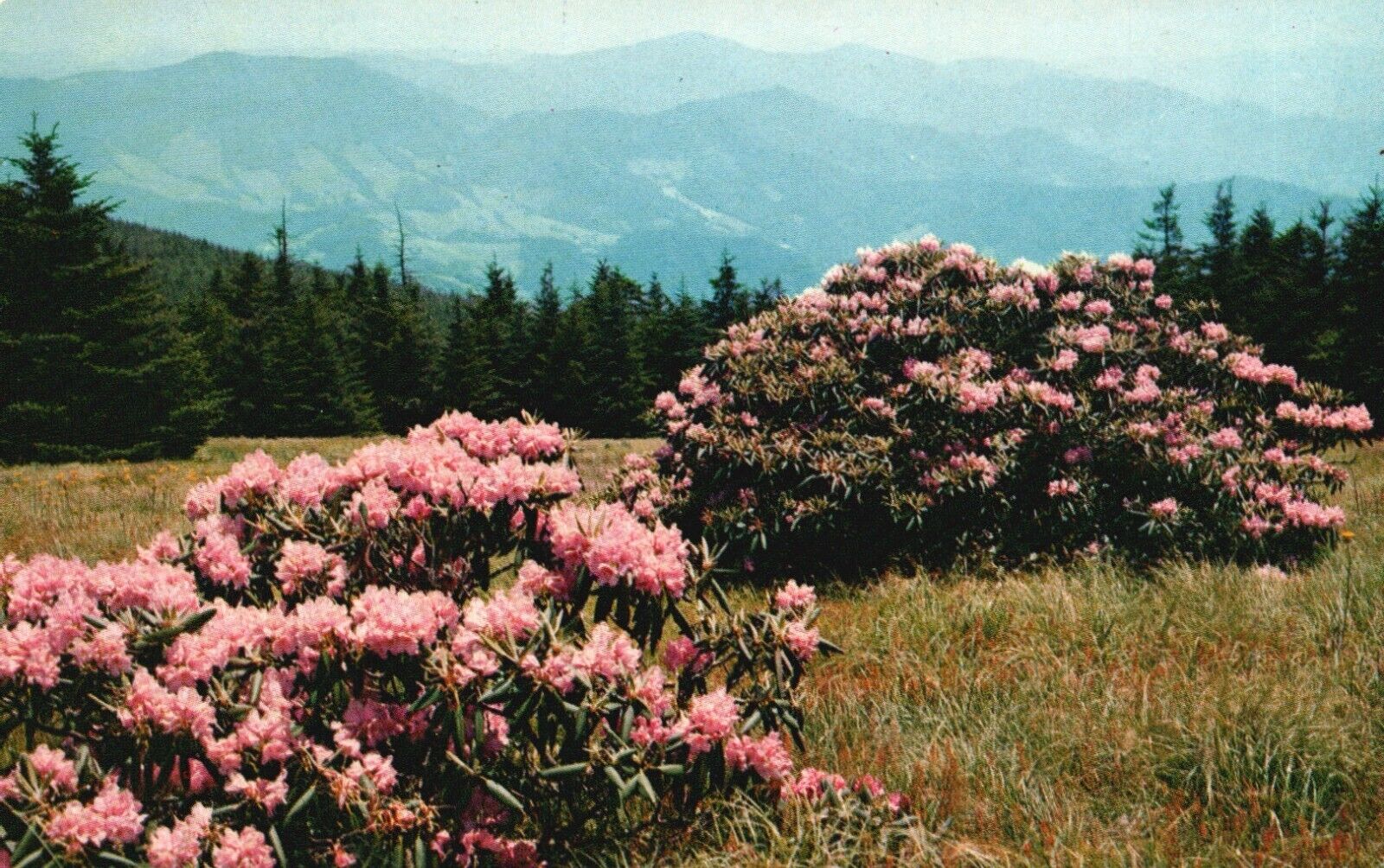Postcard TN Roan Mountain Rhododendron in Full Bloom 1955 Vintage PC H4049