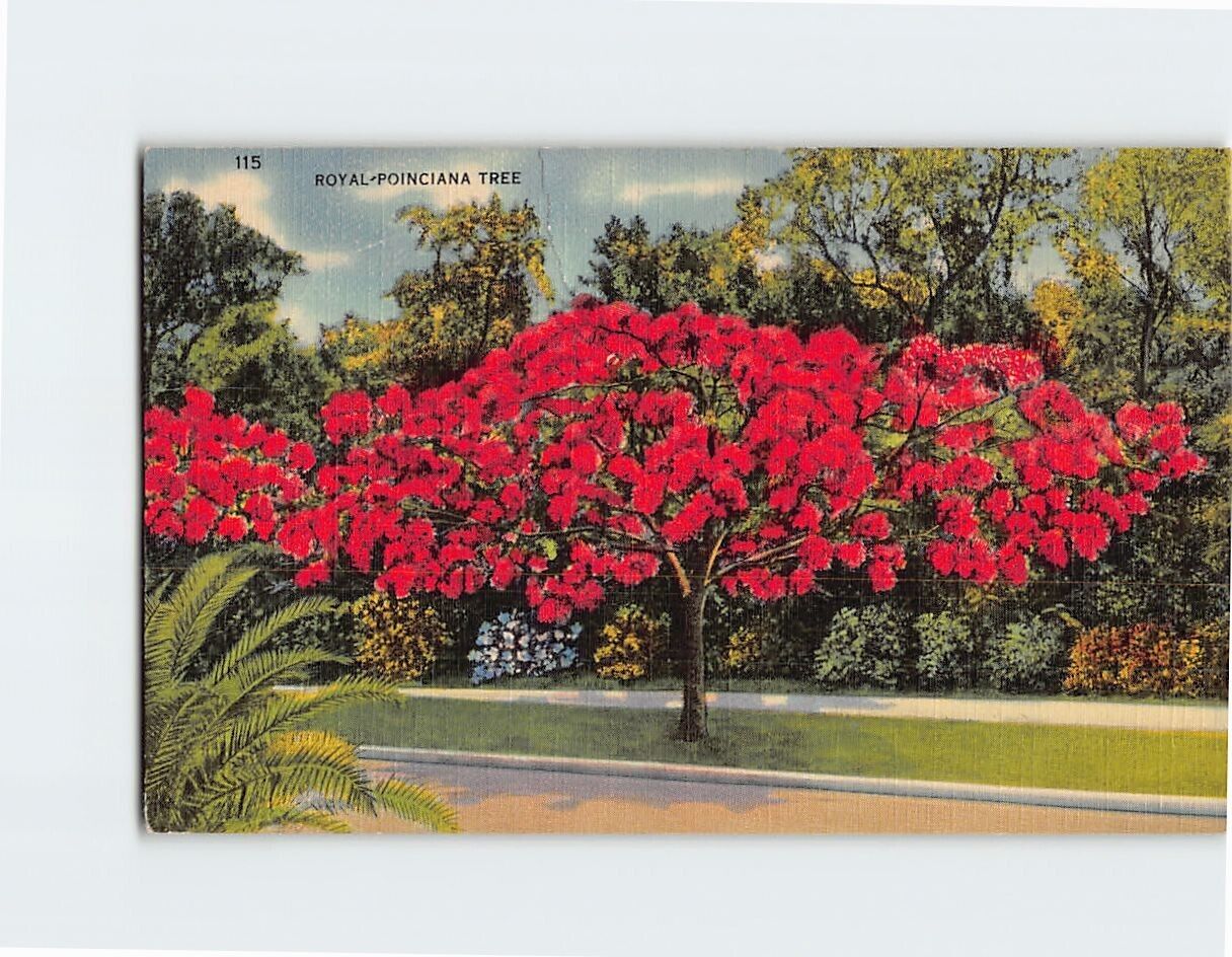 Postcard Royal Poinciana Tree Florida USA North America
