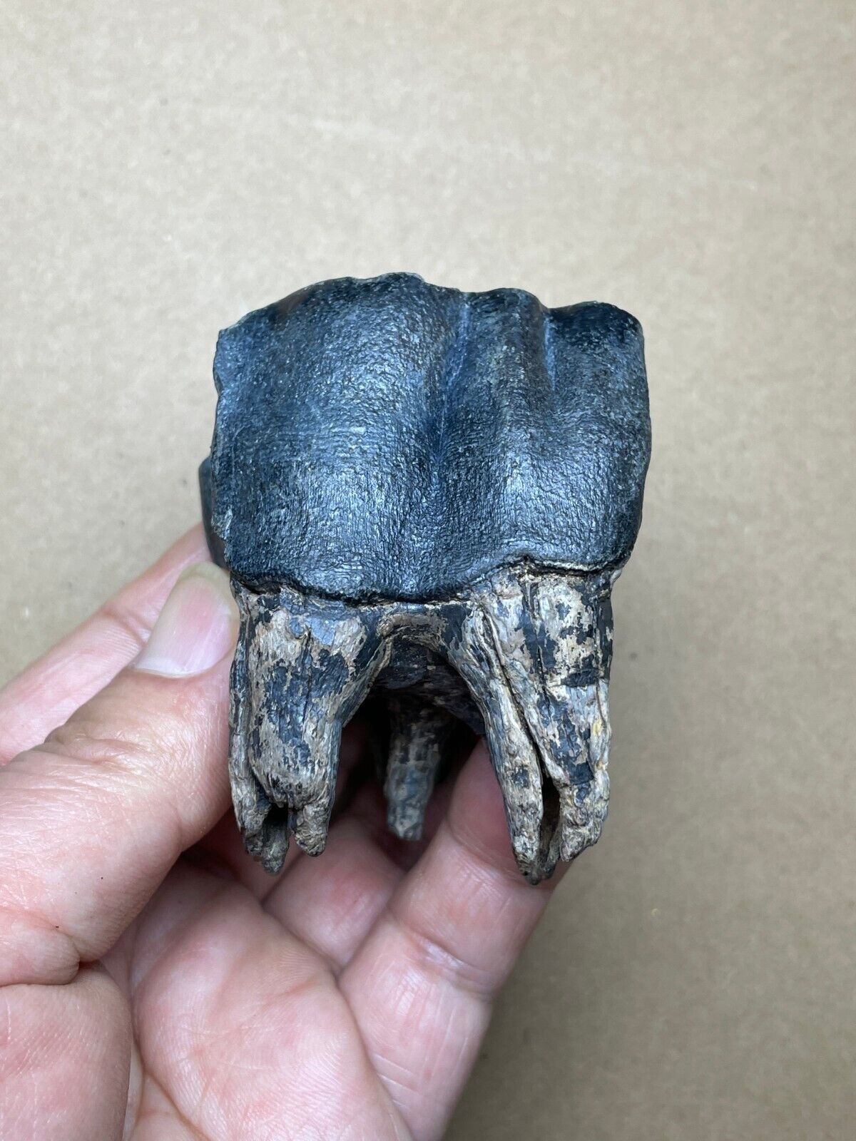 130g Ice Age large mammal tooth specimen Pleistocene