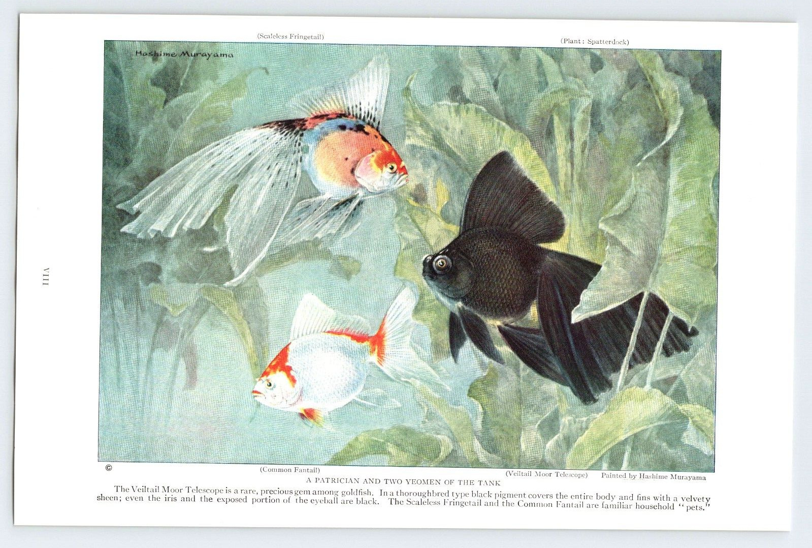 HASHIME MURAYAMA FISH ART Vintage 1924 6.5\