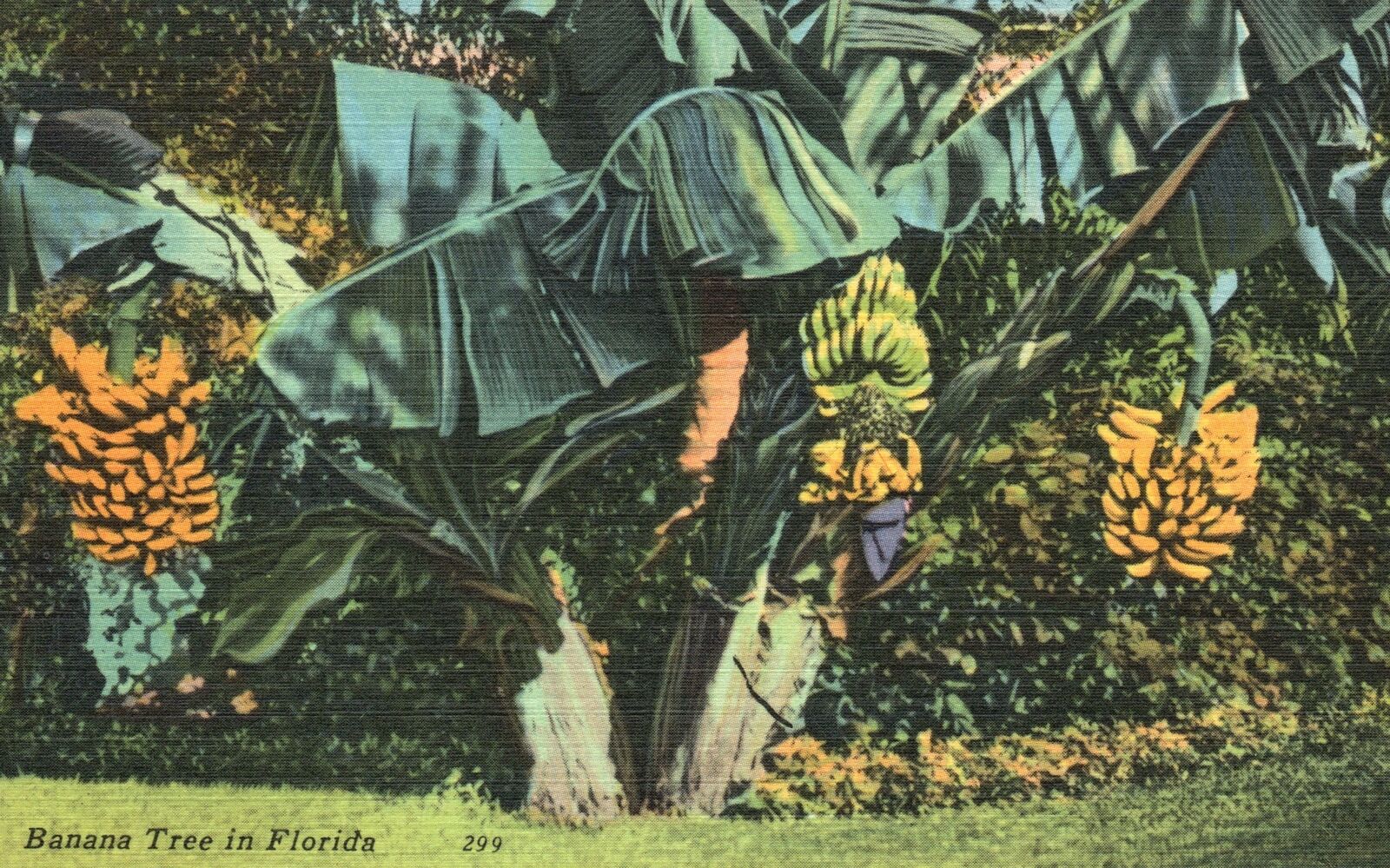 Vintage Postcard 1930\'s View of Banana Tree in Florida FL