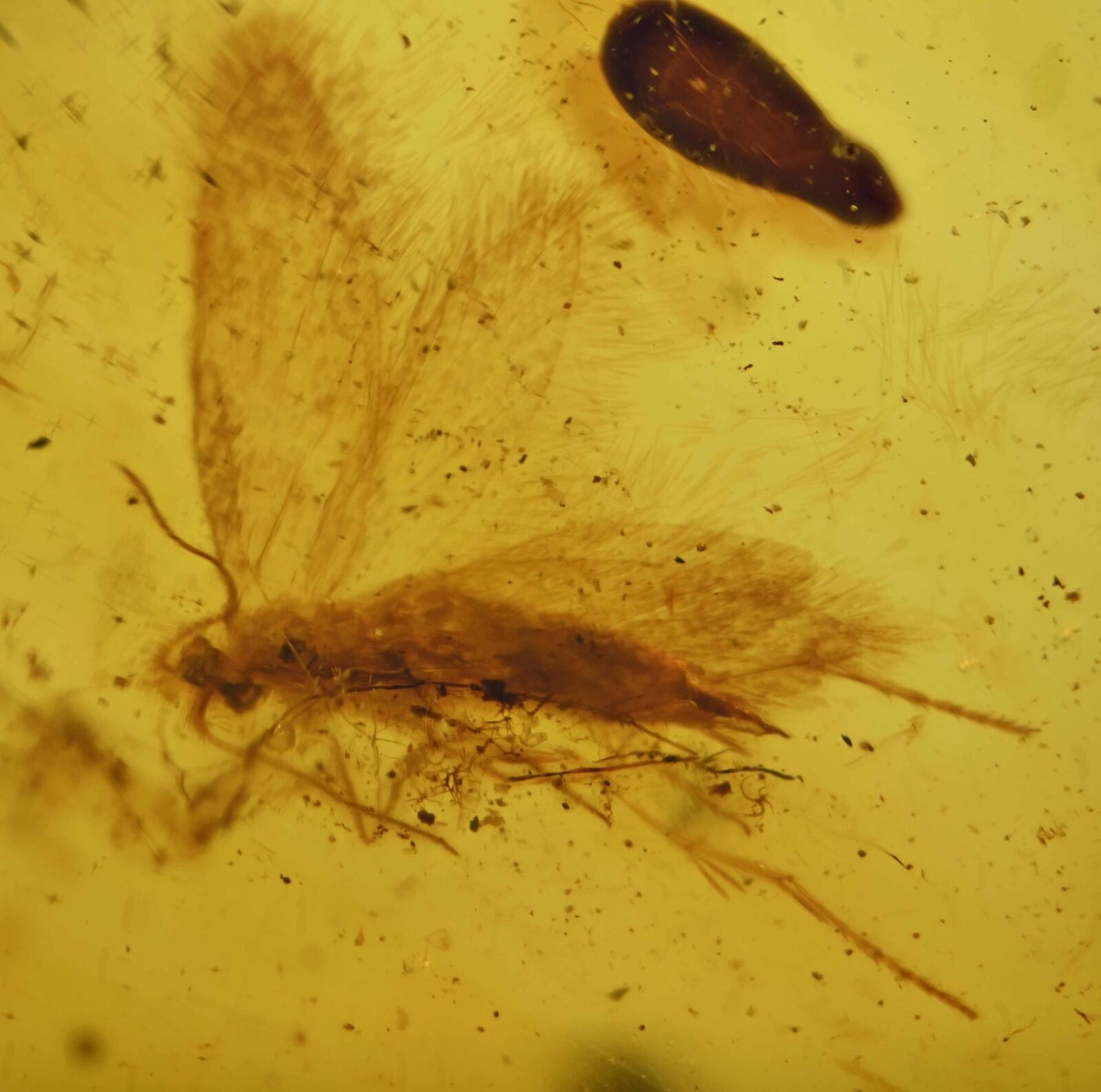 Detailed Trichoptera (Caddisfly), Fossil inclusion in Burmese Amber