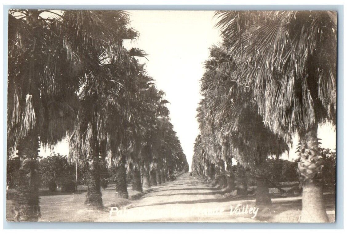c1926 Palm Drive Scene Lower Rio Grande Valley Texas TX RPPC Photo Postcard