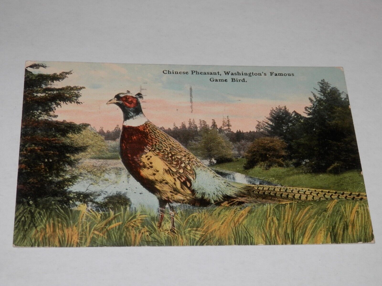 SEATTLE WASHINGTON - 1913 POSTCARD - CHINESE PHEASANT - GAME BIRD of WASHINGTON