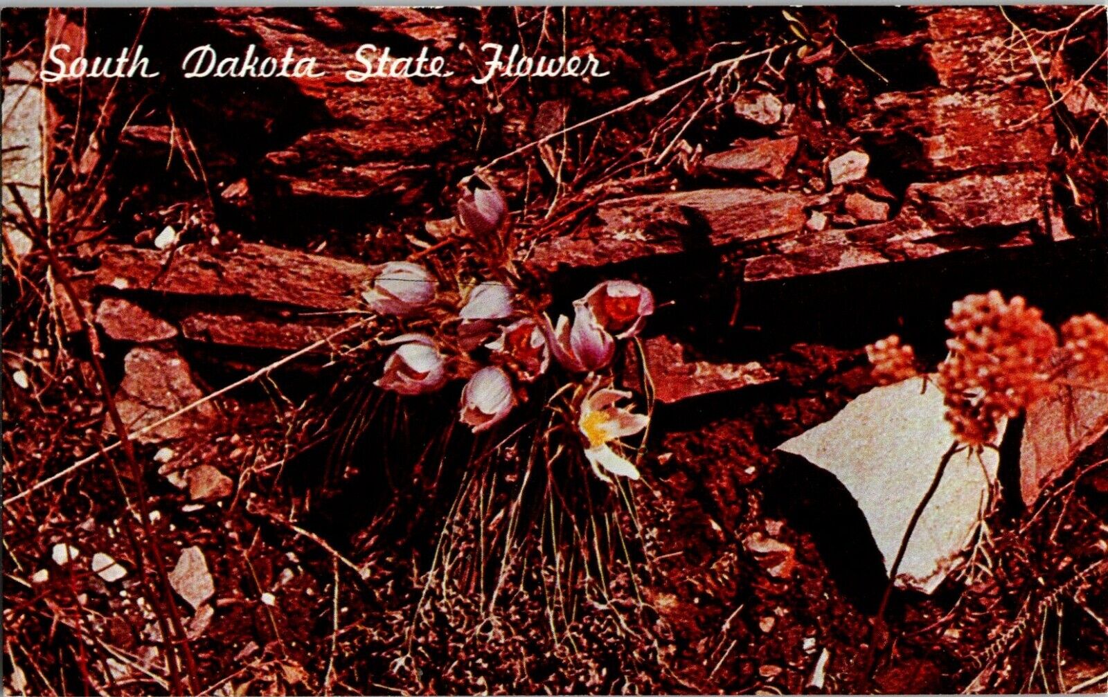 Postcard South Dakota State Flower PASQUE (Pulsatilla Ludoviciana)