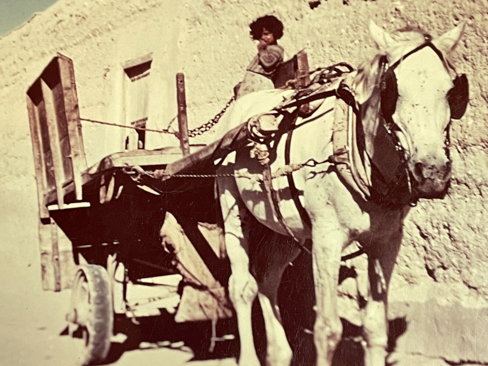 FI Photograph Girl Alone On Horse Cart 1960\'s Middle East Artistic