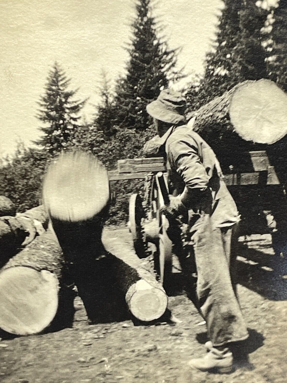 ZG Photograph Lumberjack Logger Logging Tree Trunks 1910-20's
