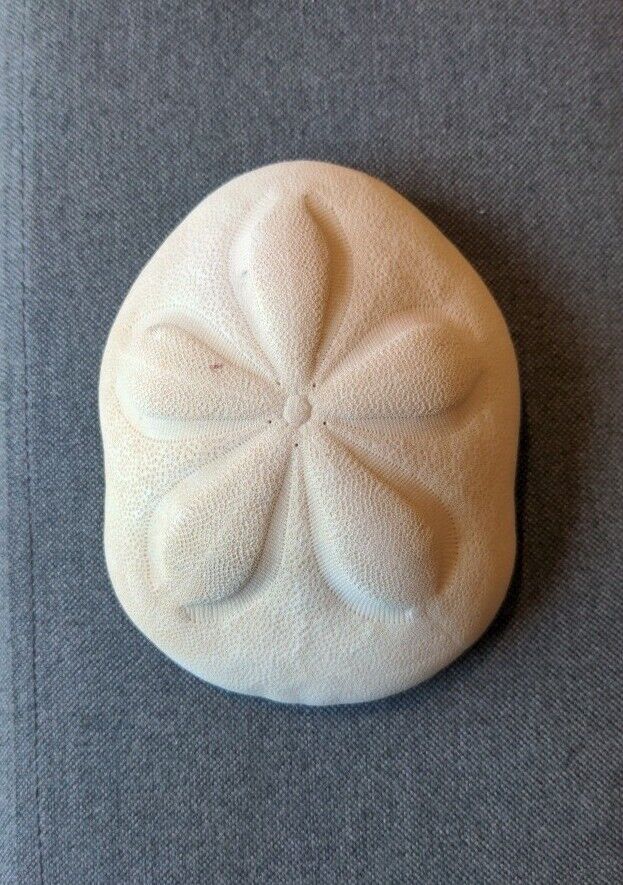 Antique Large puffy Sea Biscuit Sand Dollar Sea Shell Fossil 4.75\