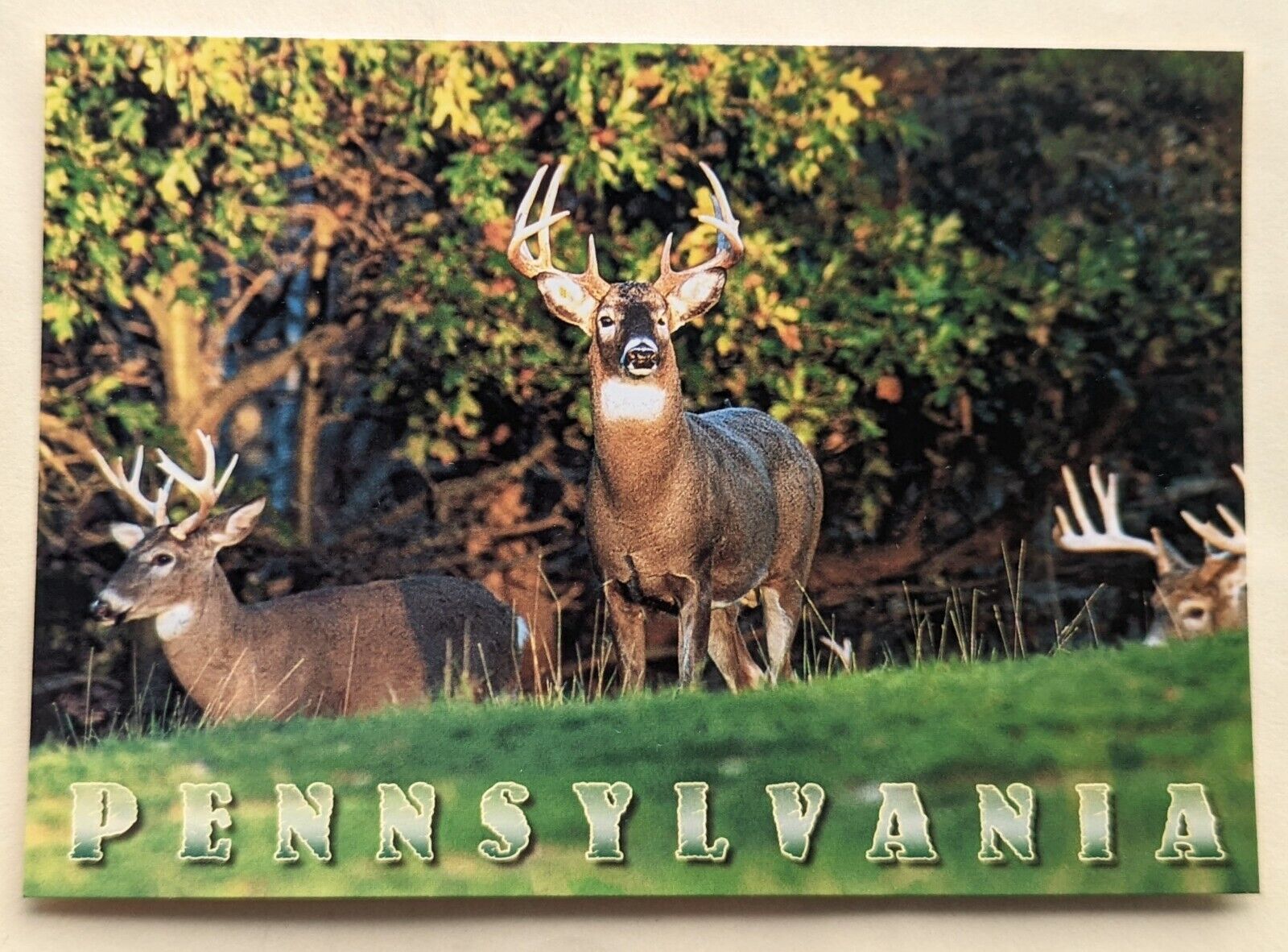 Postcard PA: Whitetail Deer. Pennsylvania 