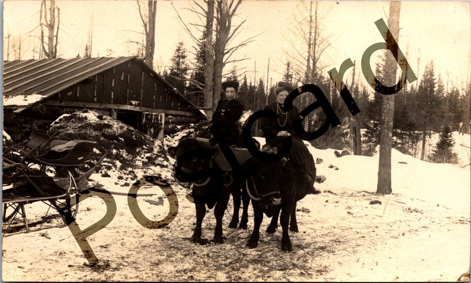 Two Fancy Women on Oxen, sleds, barn, Antigo, WI, Kingsbury RPPC postcard jj261