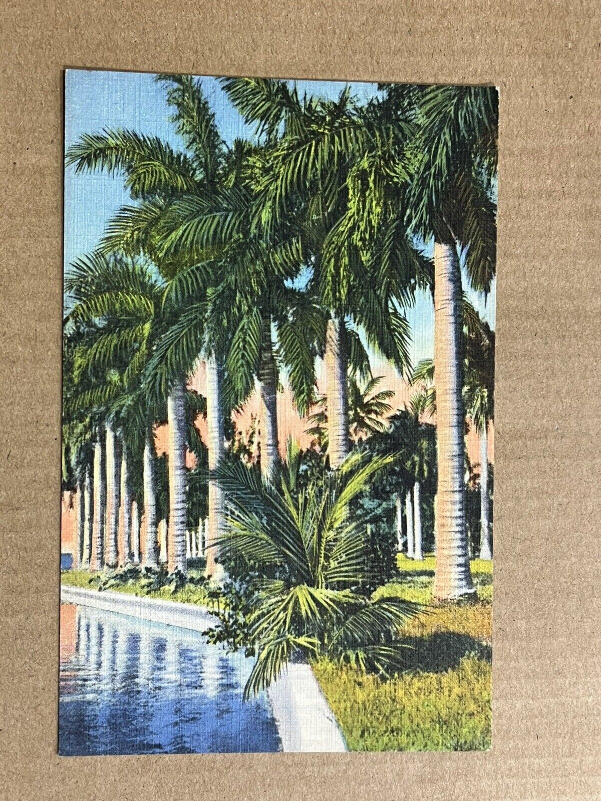 Postcard Florida FL Row Of Royal Palms Old Vintage Linen PC