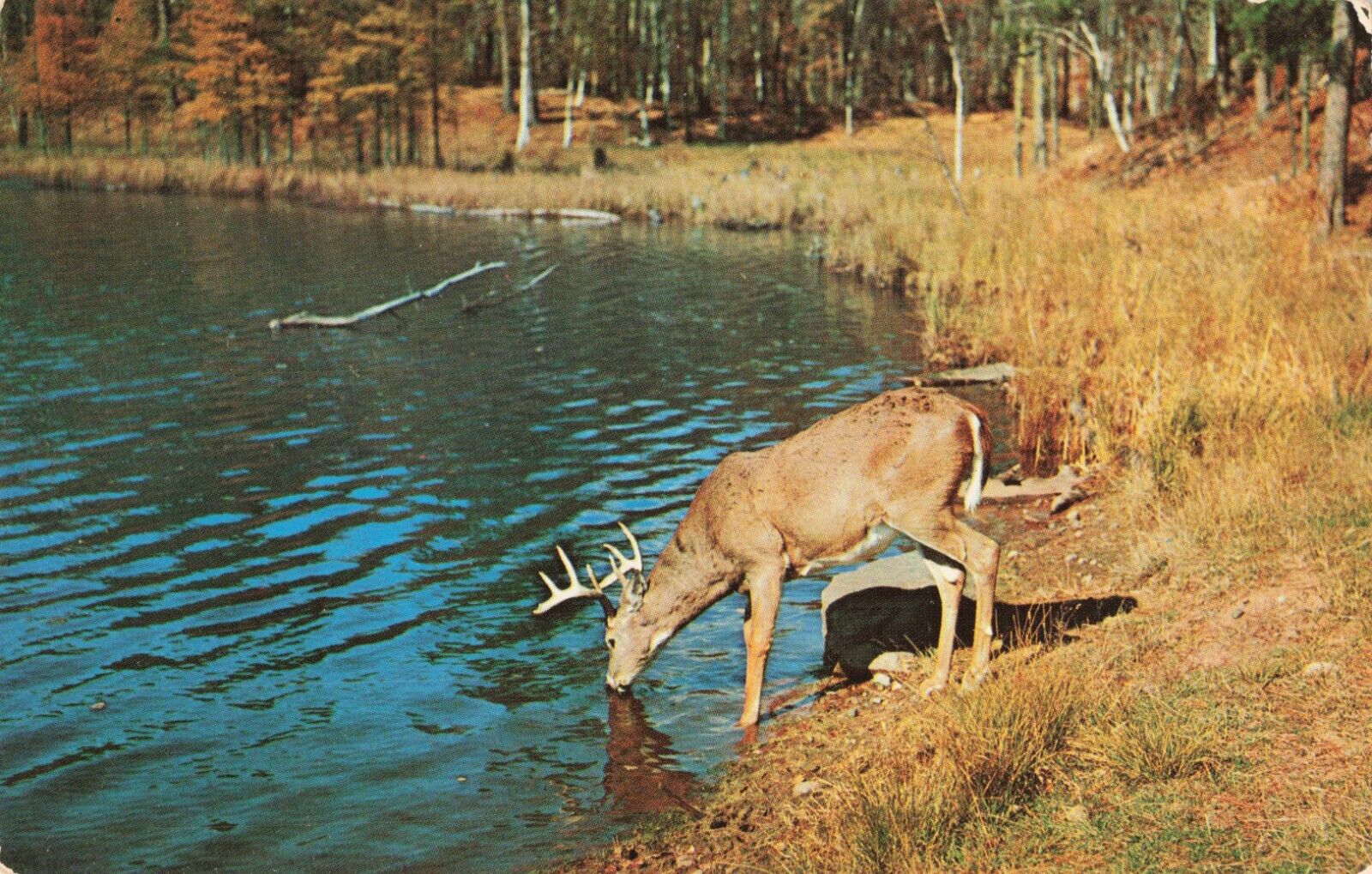 Buck Deer with Antlers Drinking Water from Lake Peaceful, Vintage Postcard