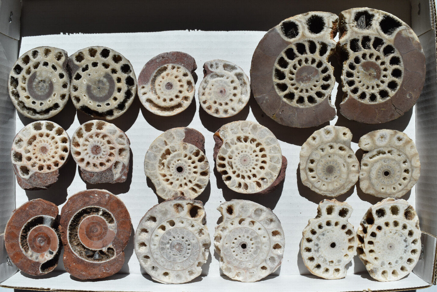 WHOLESALE Ammonite Pairs from Indonesia 9 pairs 2 kg # 5328