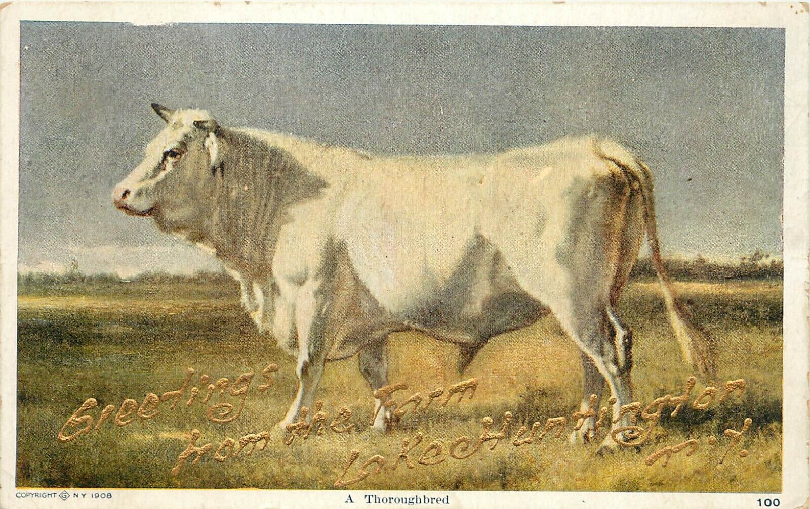 c1908 Postcard White Short Horn Bull, Greetings from the Farm Lake Huntington NY