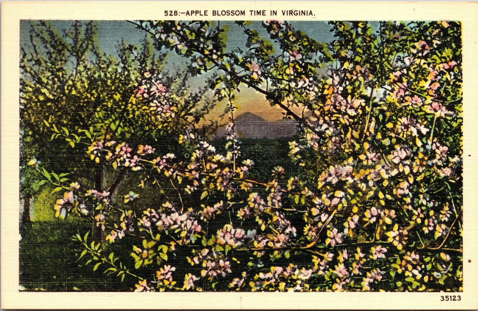 VA-Virginia, Apple Blossom Time In Virginia, Scenic, Vintage Postcard