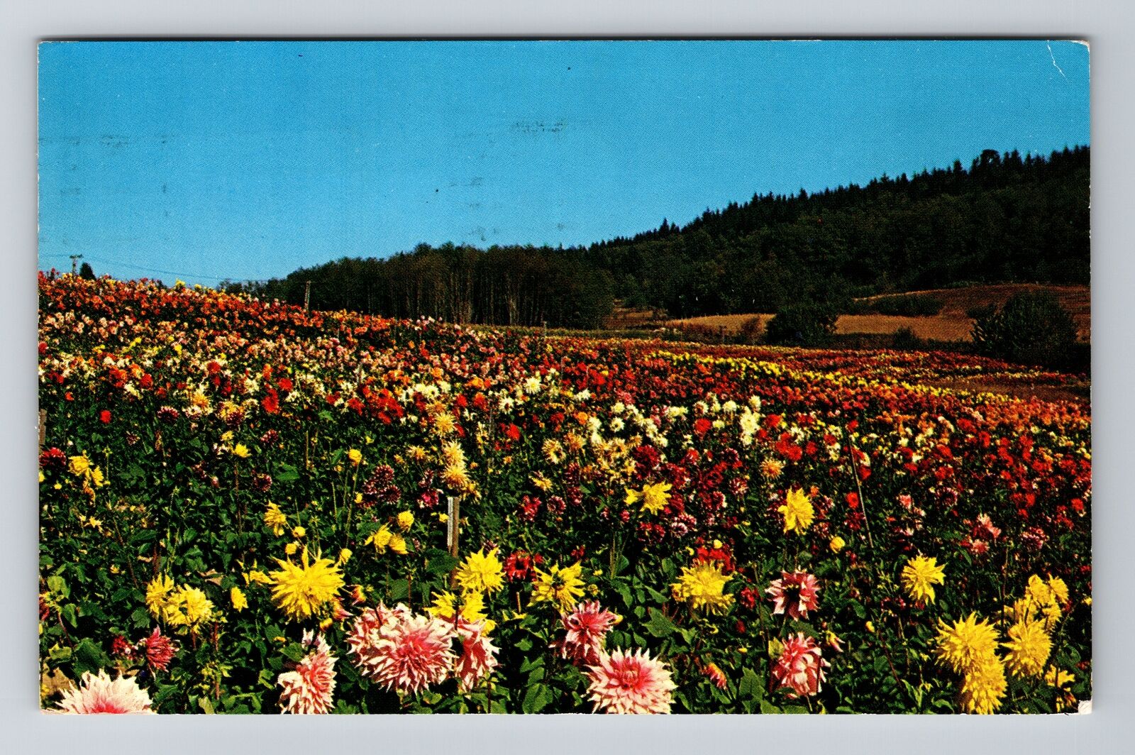 Kingston WA-Washington, Miller Dahlia Farm, c1962, Vintage Postcard