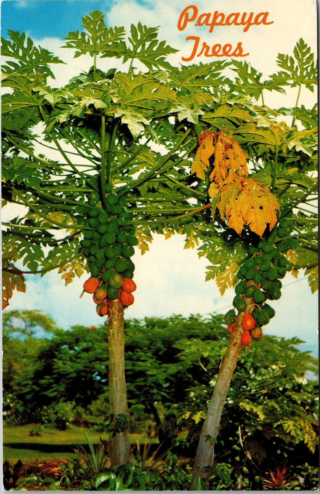 HI-Hawaii, Papaya Trees, Scenic Tree In Hawaii, Vintage Postcard