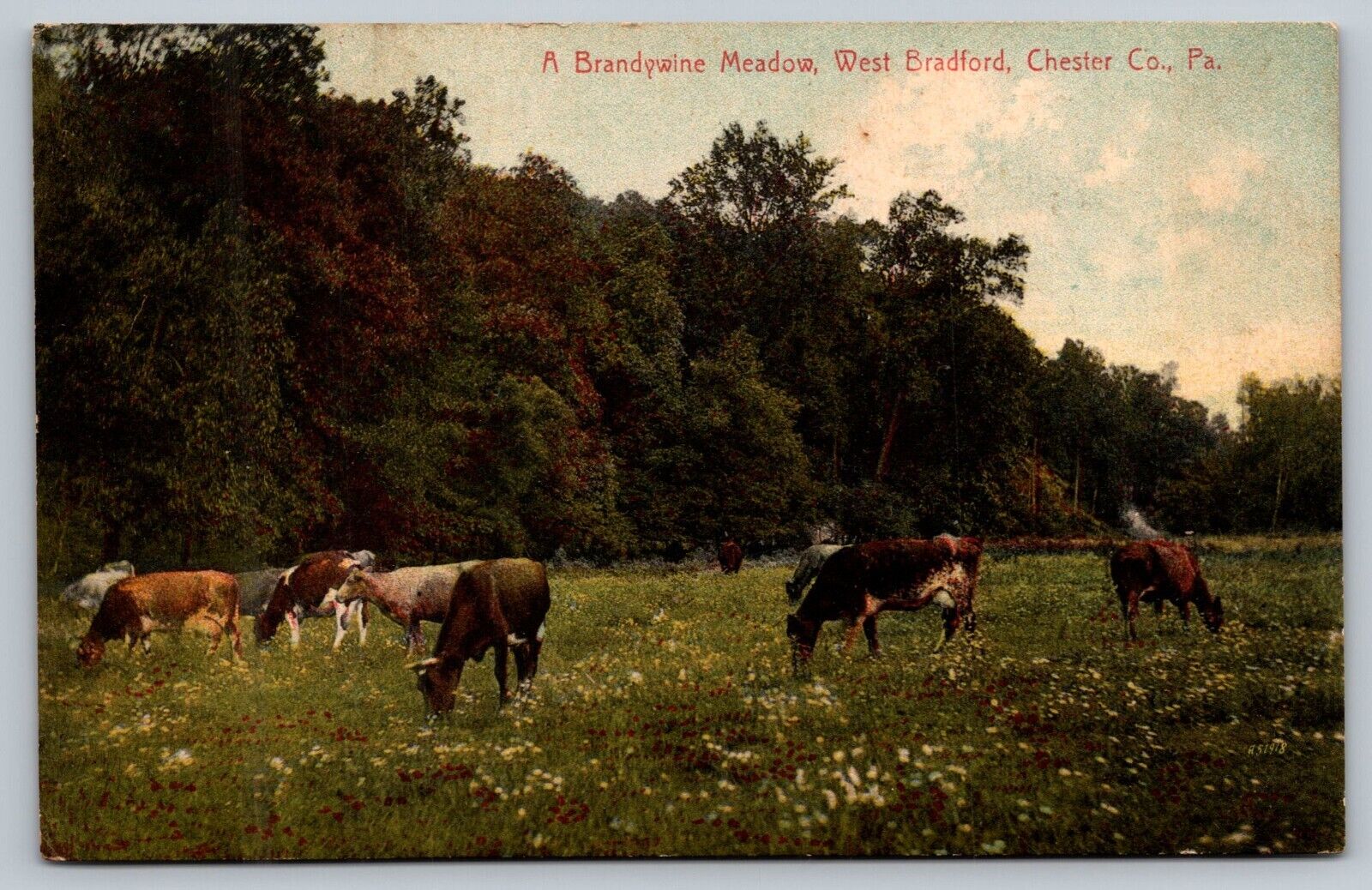 Postcard The Brandywine Meadow West Bradford Chester County PA
