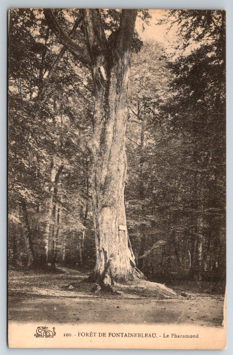 c1910s Foret De Fontainbleau Antique Postcard