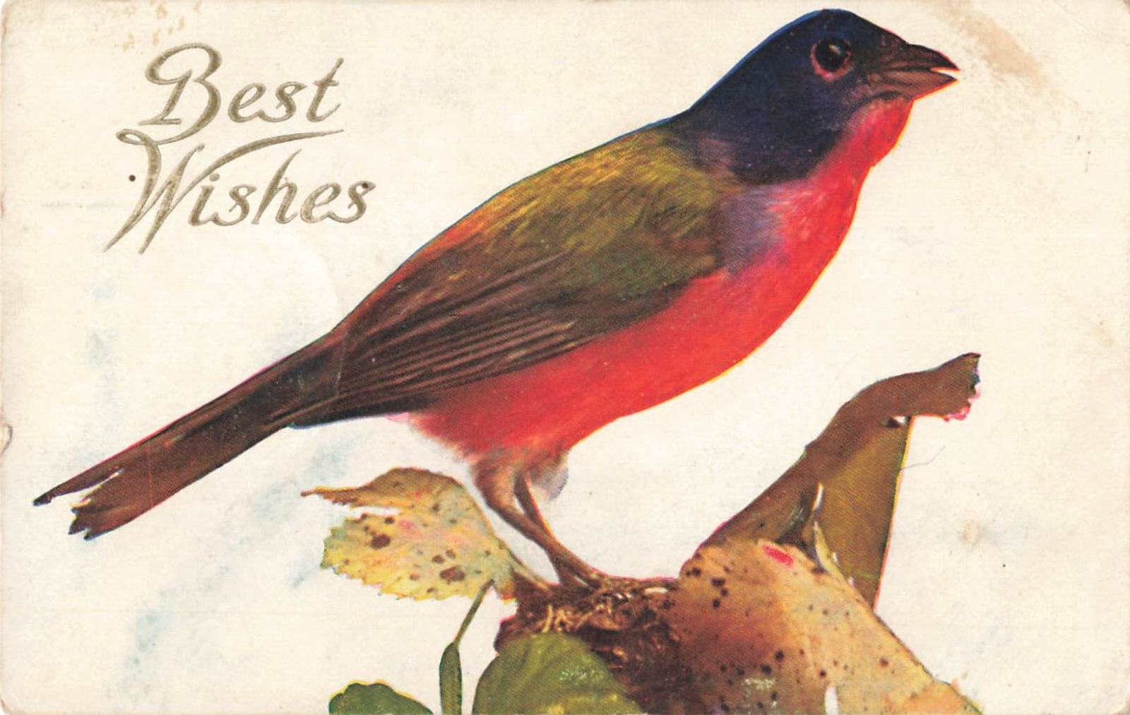 1909 Best Wishes Red Bird Nature Postcard Posted 5.5\