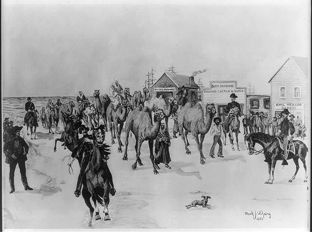 Photo:Landing of the camels, Indianola, Texas