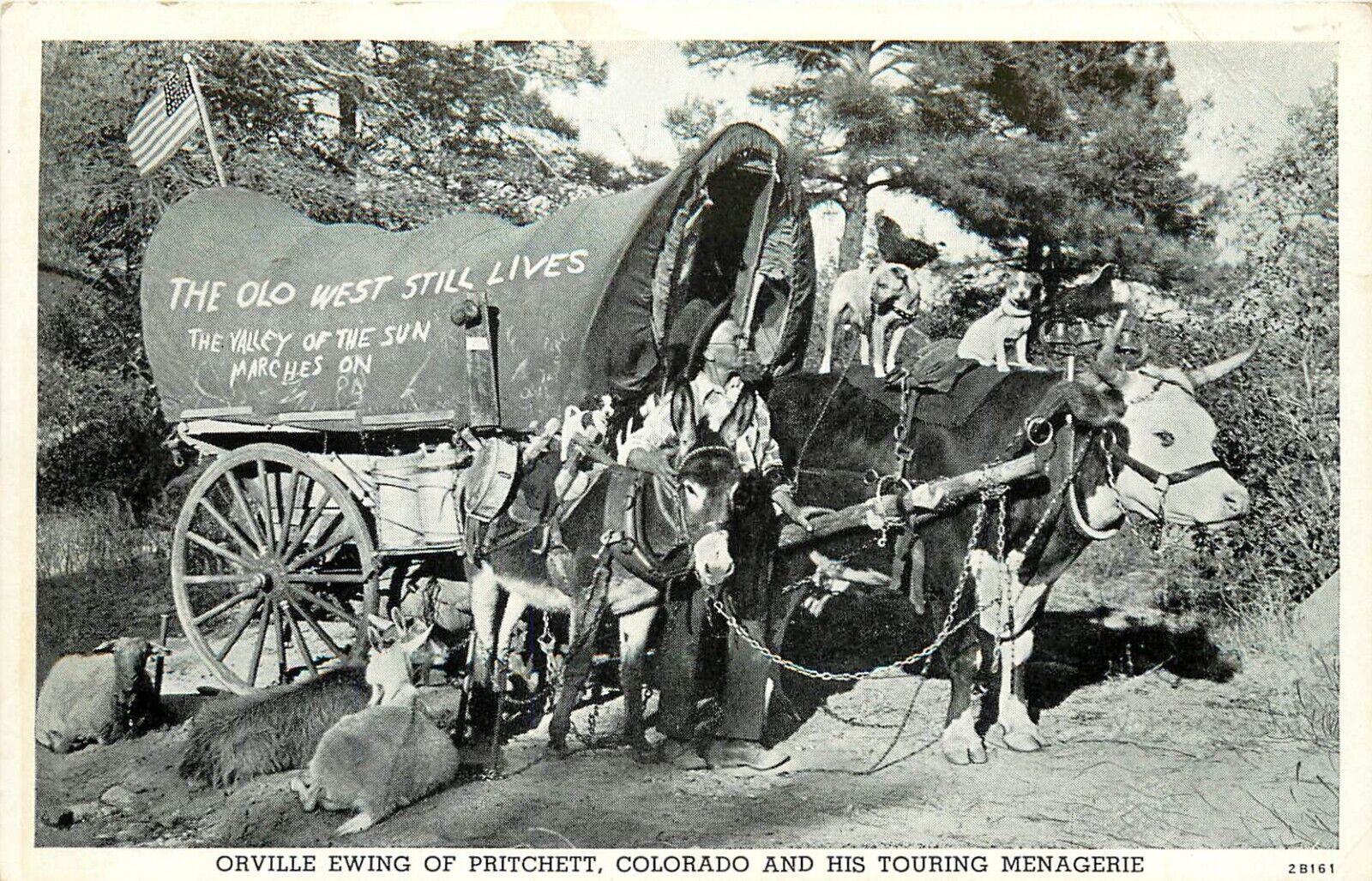 Postcard Orville Ewing & Traveling Menagerie Covered Wagon Pulled by Ox, C.Teich