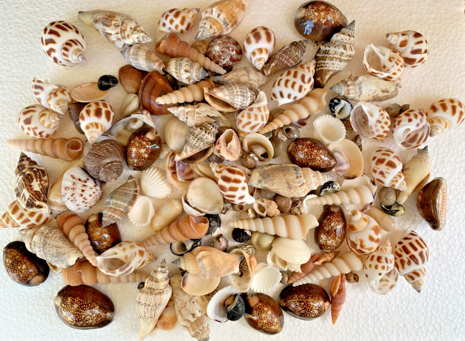 Assorted Mixed Seashells Sea Shells Best Price US Seller 