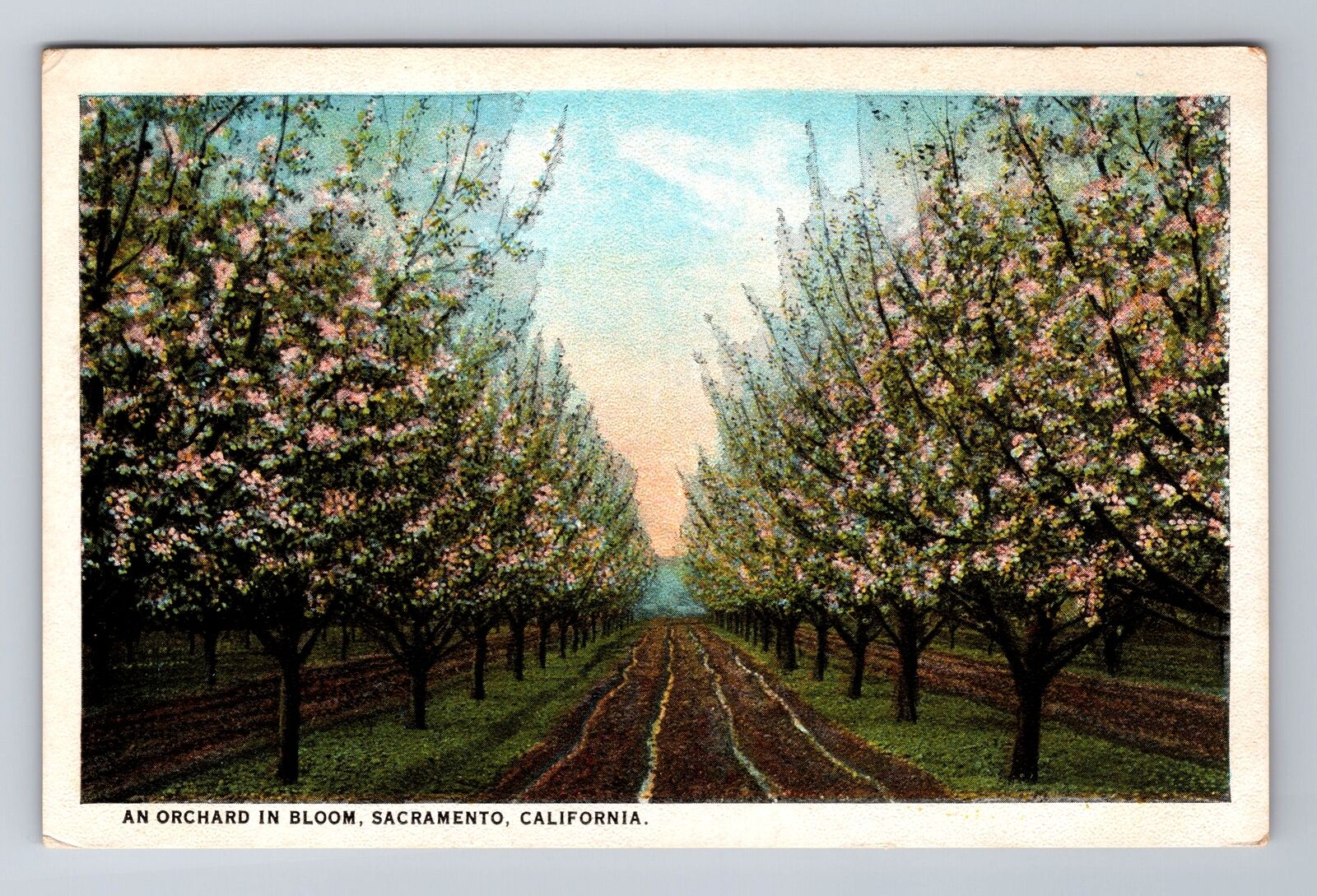 Sacramento CA-California, An Orchard In Bloom, Antique Souvenir Vintage Postcard