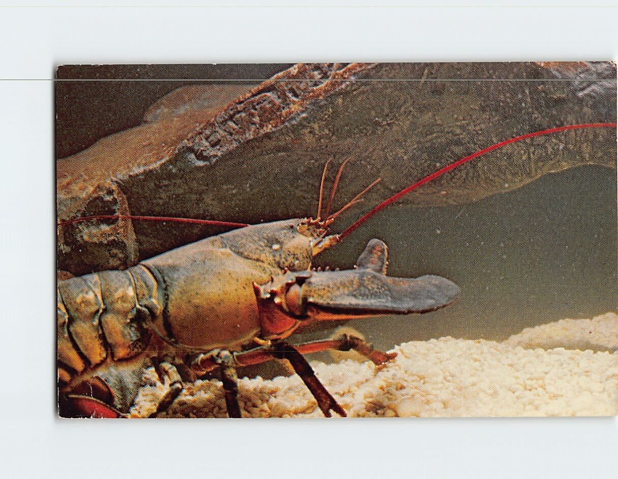 Postcard American Lobster New England Aquarium Boston Massachusetts USA