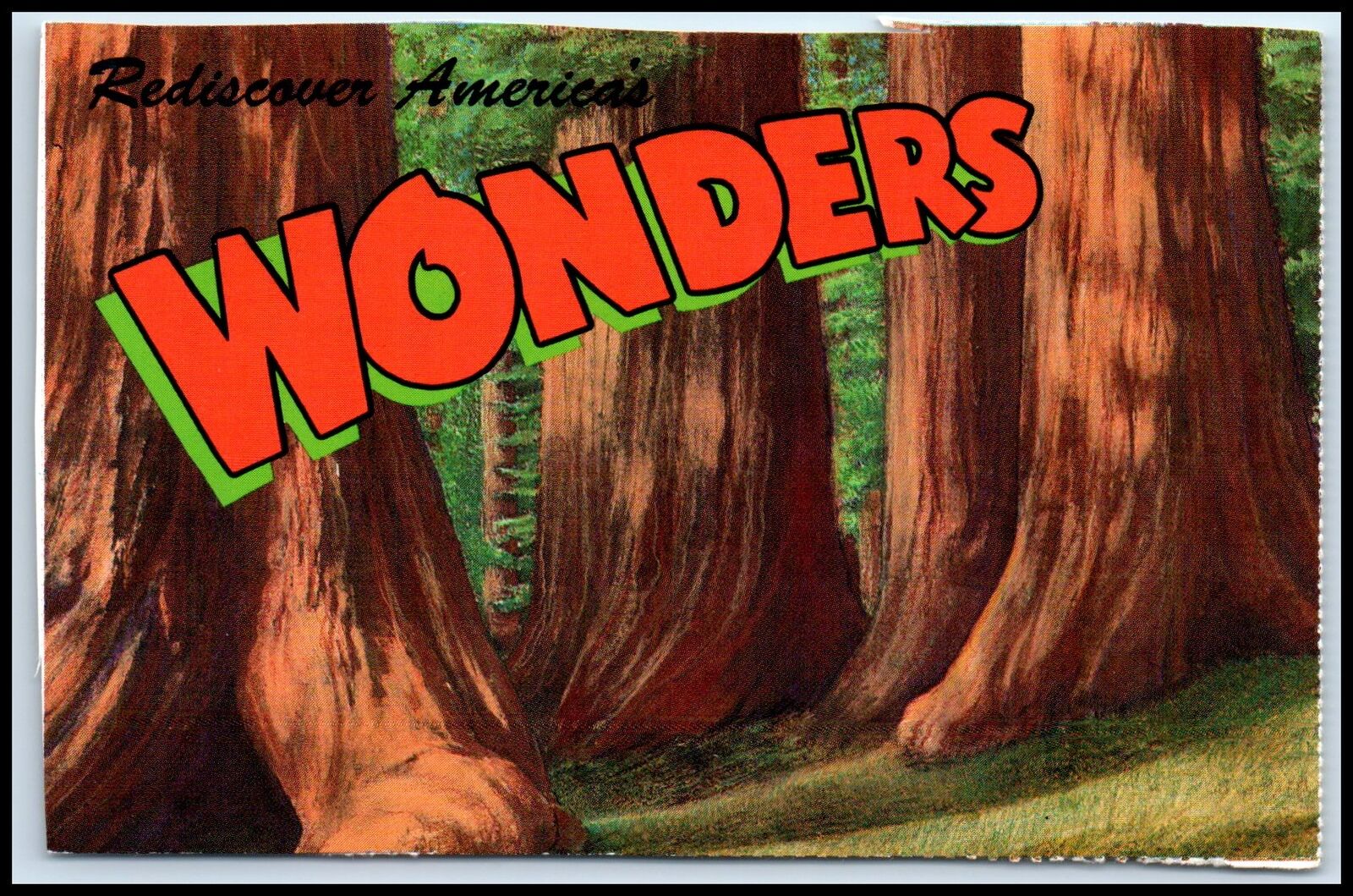 Postcard Majestic Redwood Forest Of Northern California   E67