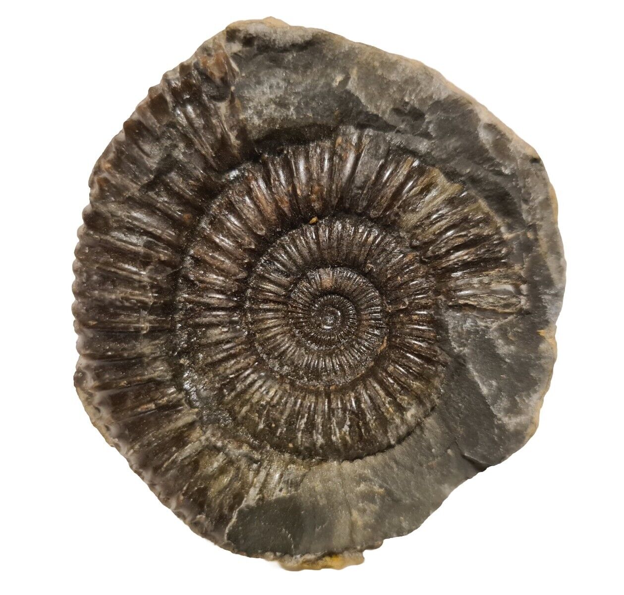 Ammonite Fossil - Whitby, North Yorkshire, UK. 