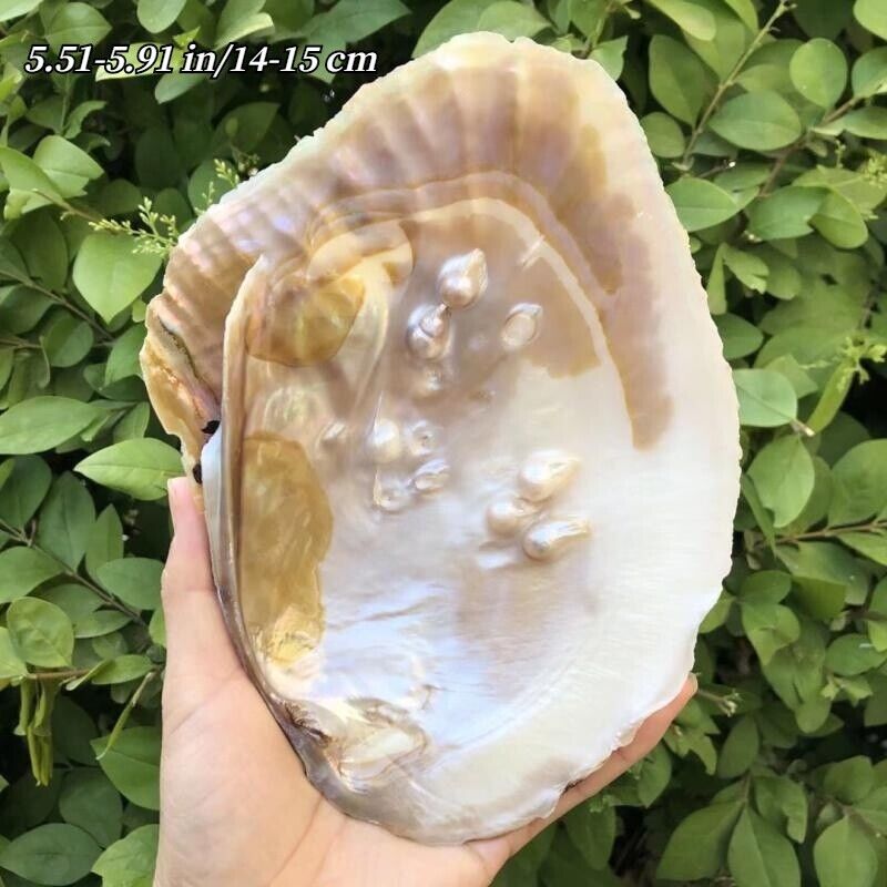 1PC Pearl Mussel Natural Conch Clam Shells Aquarium Landscapng Decor Chic Crafts
