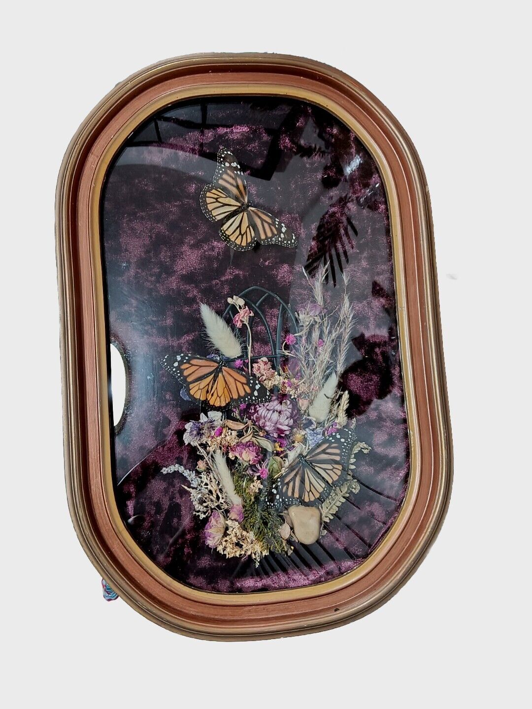 Real Taxidermy Display Of Monarch Butterflies in Convex Glass Frame \