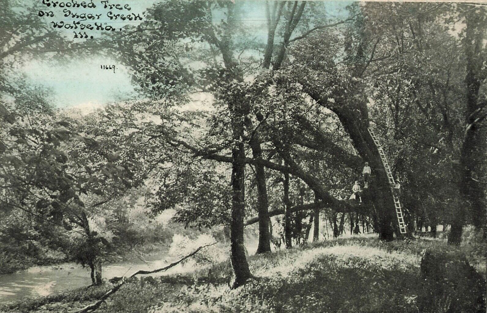 Crooked Tree Sugar Creek Watseka Illinois IL c1910 Photoette Postcard