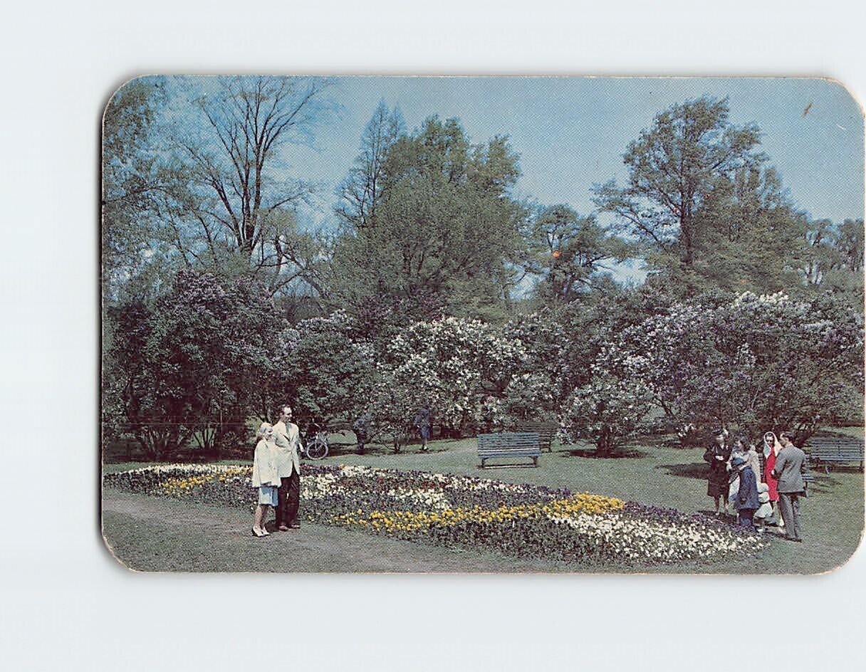 Postcard Lilac Time, Highland Park, Rochester, New York